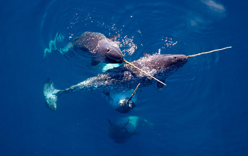 Нарвал (единорог) Monodon monoceros