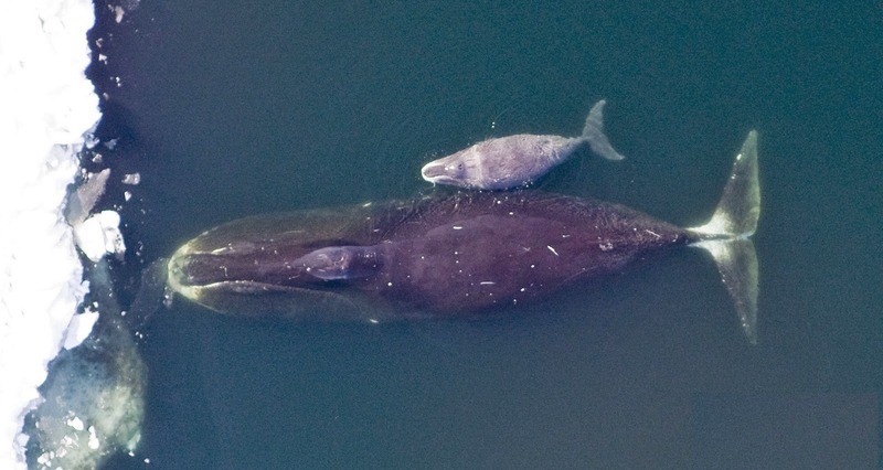 Гренландский кит (берингово-чукотская популяция) Balaena mysticetus (Bering-Chuckotka population)