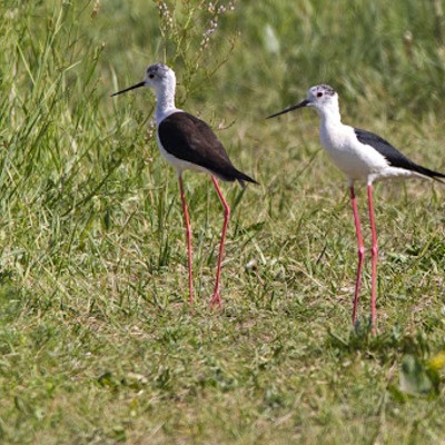 Ходулочник Himantopus himantopus
