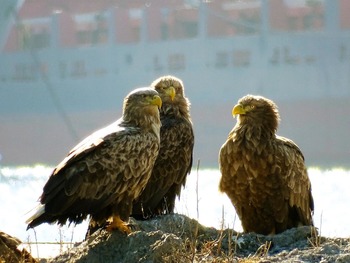 Морской орел Haliaeetus albicilla