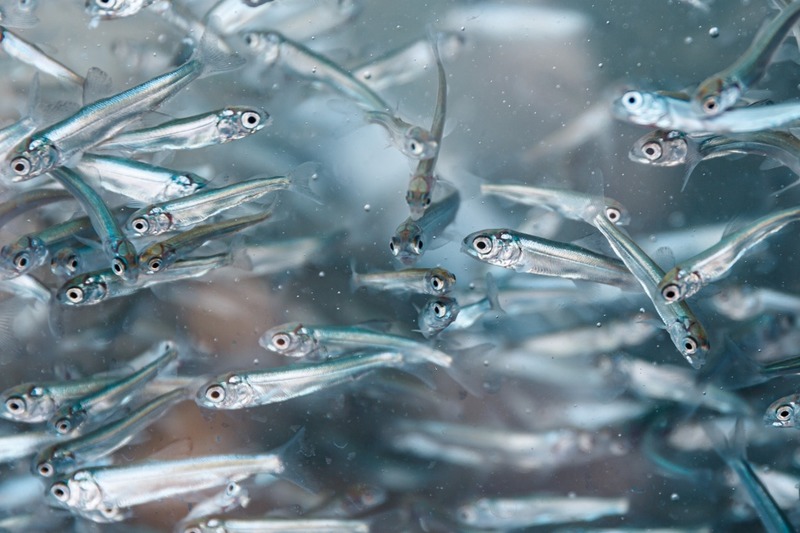 Nelma (underart av nelma) Stenodus leucichthys nelma