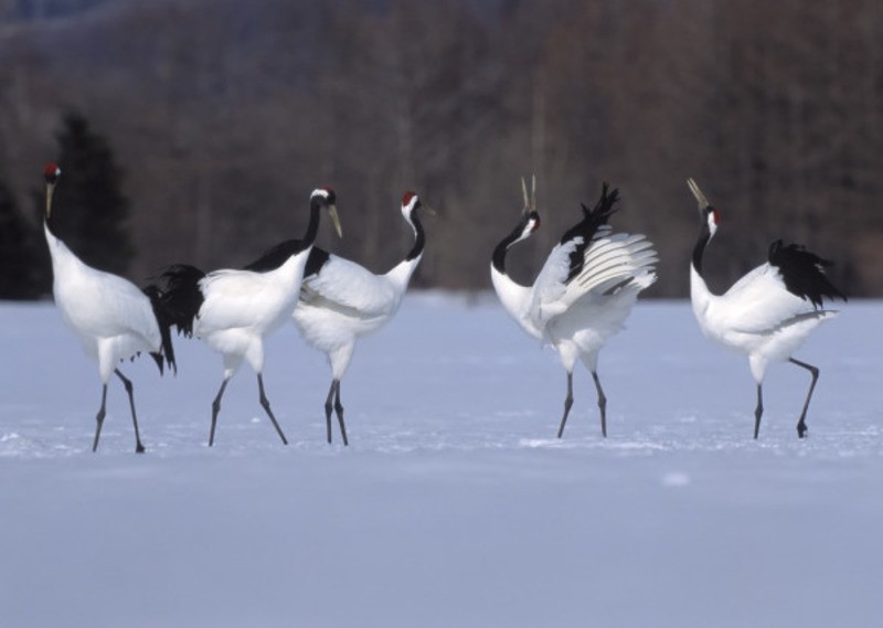 Японский (уссурийский) журавль Grus japonensis