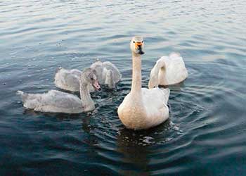 малый лебедь