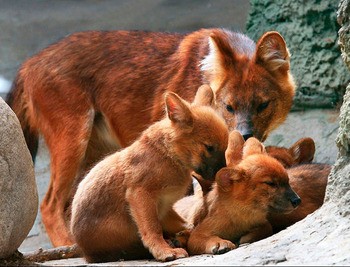 Красный волк Cuon alpinus