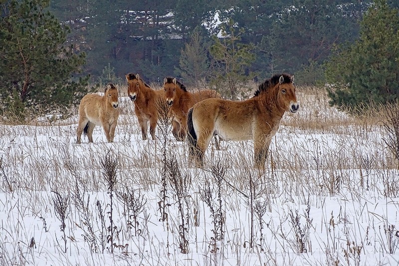 Лошадь Пржевальского Equus przewalskii