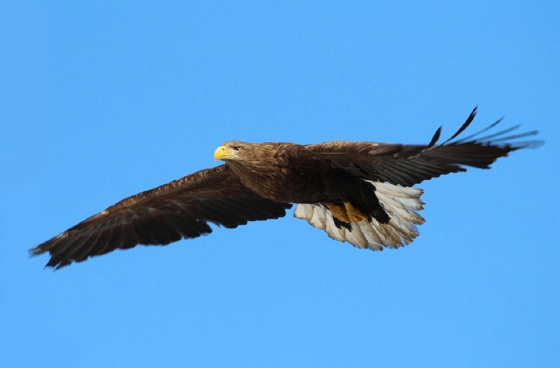 Морской орел Haliaeetus albicilla