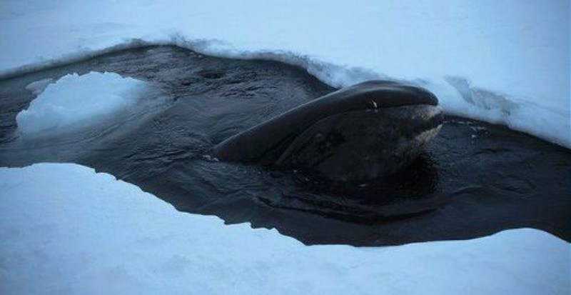 Гренландский кит (берингово-чукотская популяция) Balaena mysticetus (Bering-Chuckotka population)