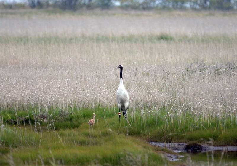 Японский (уссурийский) журавль Grus japonensis