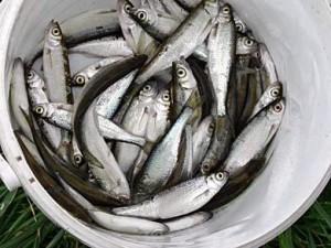 Ловля жереха на поплавок Ловля жереха на поплавок