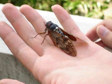 Цикада – серьезный вредитель сельскохозяйственных культур
