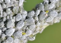 капустная тля