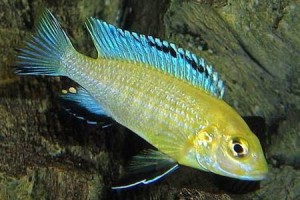 лабидохромис церулиус в аквариуме