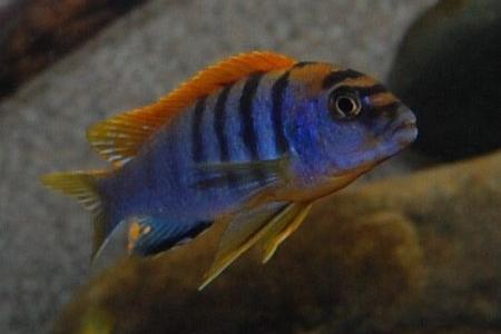 лабидохромис кимпума в аквариуме
