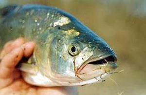 Ловля жереха на поплавочную удочку Ловля жереха на поплавочную удочку