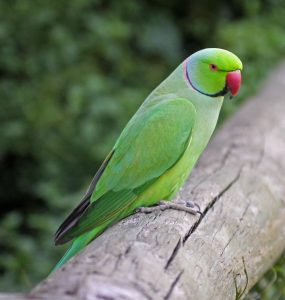 Цепной попугай