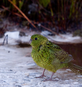 Расписной попугай