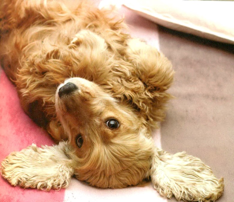 Как можно не любить это существо игривая собака