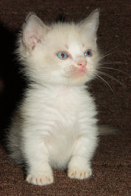 Белоснежный котенок малыш манчкин