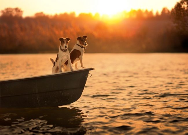 Джек-рассел-терьер – смелый и бесстрашный компаньон