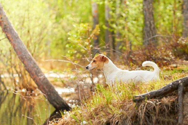 Джек Рассел нуждается в ежедневных прогулках на свежем воздухе. Особенно он любит активные развлечения: бегать, прыгать, играть