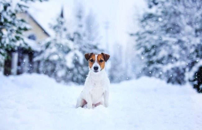 Породу джек-рассел-терьер можно содержать на открытом воздухе: они легко переносят холодную, даже снежную погоду