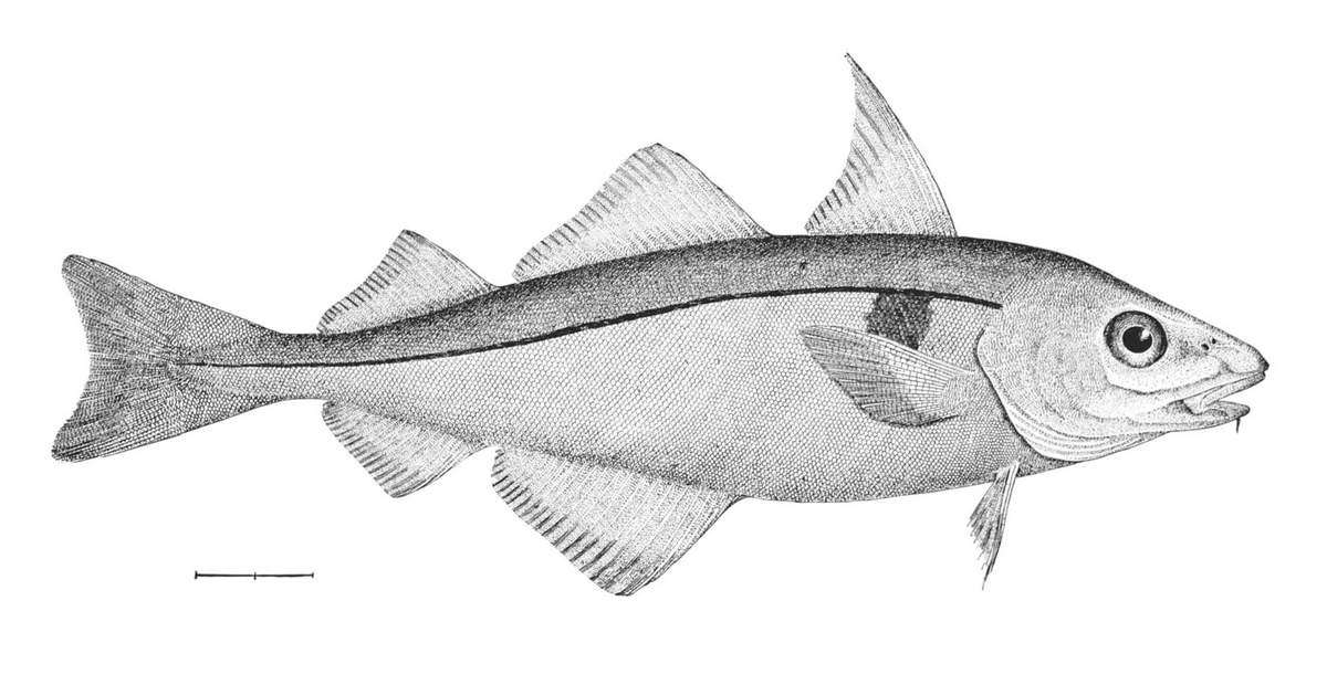 Пикша - не слишком крупная рыба, но пользуется спросом у рыбаков. Пикша - не слишком крупная рыба, но пользуется спросом у рыбаков.