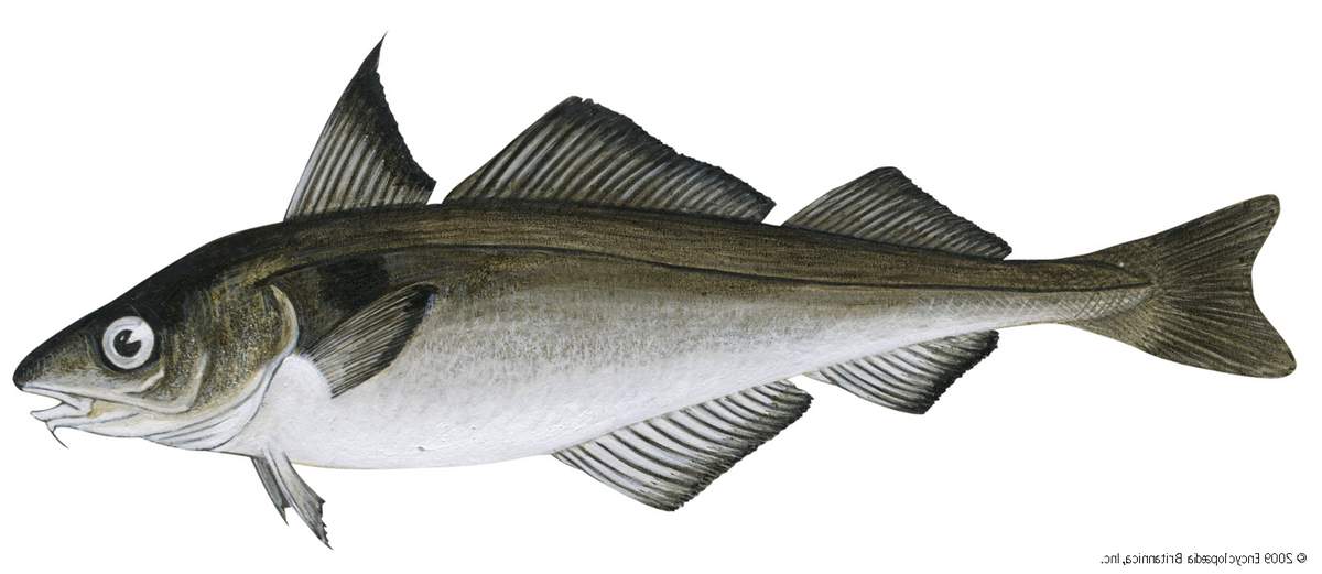 Пикшу можно узнать по трем спинным плавникам. Пикшу можно узнать по трем спинным плавникам.