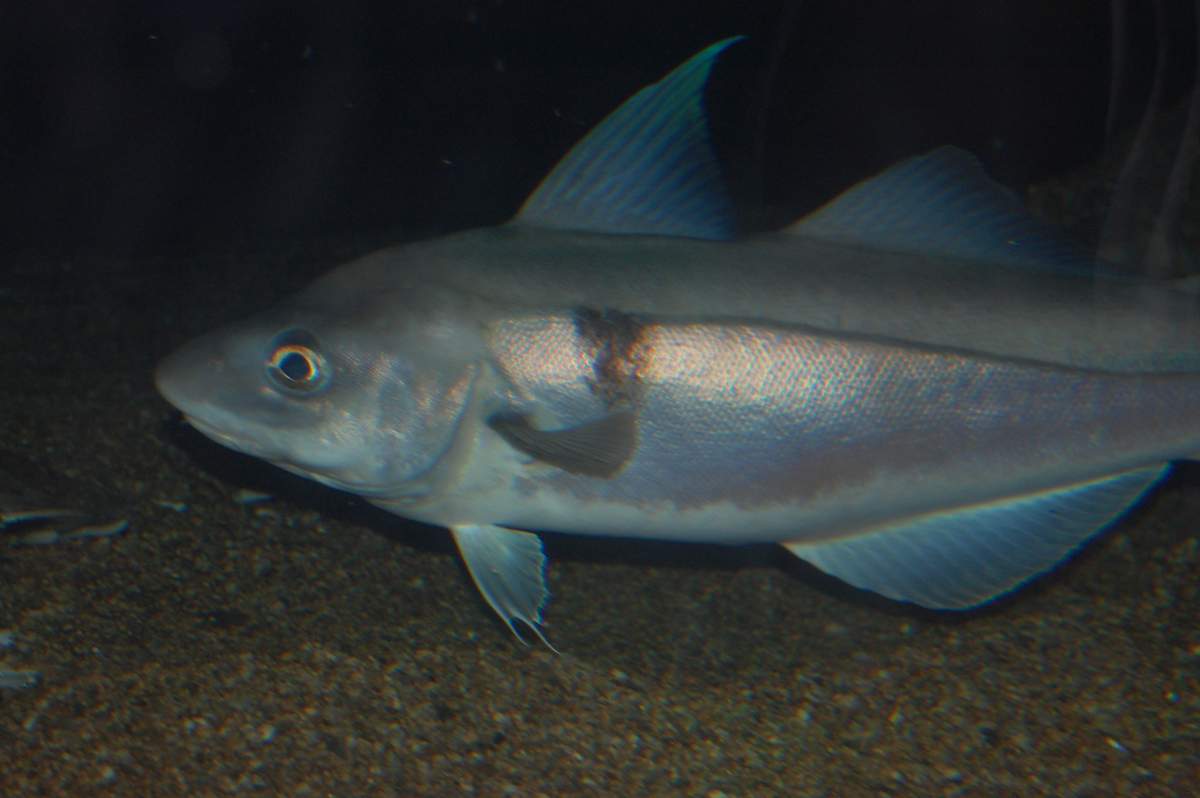Пикша - рыба, которая предпочитает жизнь в холодной воде. Пикша - рыба, которая предпочитает жизнь в холодной воде.