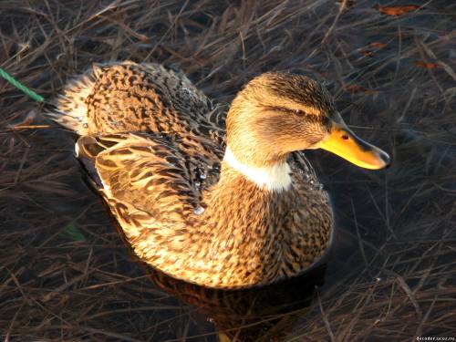 подсадная утка