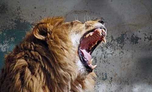 львиный рык