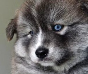 Как выбрать помски Как выбрать помски