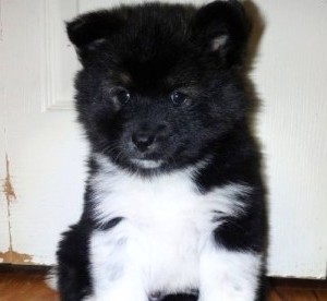 На фото помесь хаски и шпица На фото помесь хаски и шпица