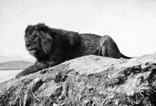 Берберийский лев