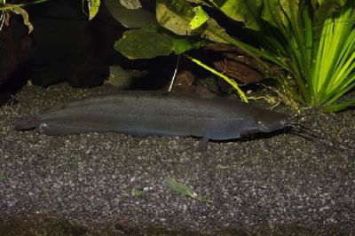 Фото мешкожаберного сомика