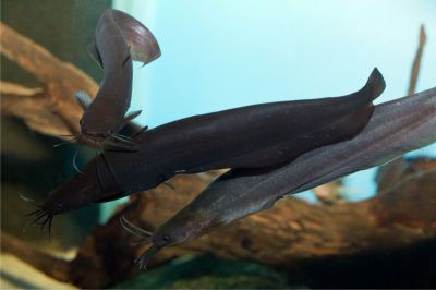 Фото мешкожаберных сомом в аквариуме