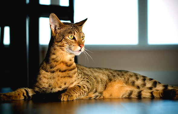 Королевская осанка и грация - это саванна Королевская осанка и грация - это саванна