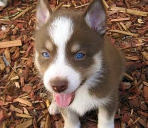 Метис хаски и шпиц Метис хаски и шпиц