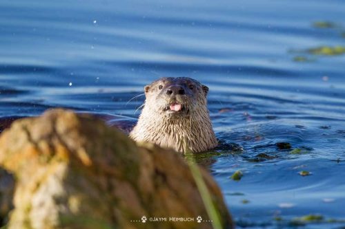 Животный и растительный мир болот: примеры, характеристика