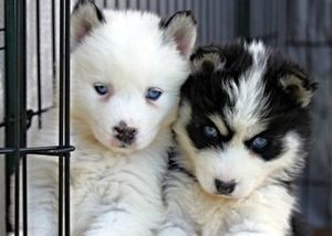 Хаски шпиц Хаски шпиц