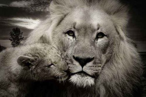 лев и львенок