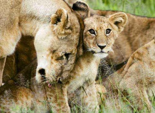 львица с детенышами