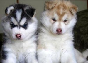 Померанский шпиц и хаски помесь Померанский шпиц и хаски помесь