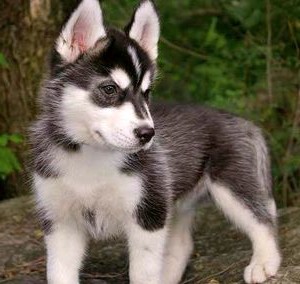 Помская порода собак Помская порода собак