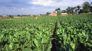 Табачное поле