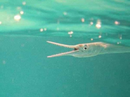 Рыбы Черного моря - названия видов и описание