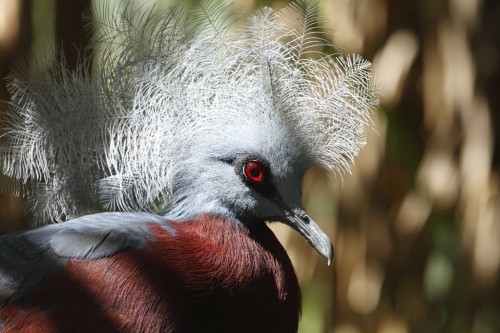 Светло-каштановый коронный голубь
