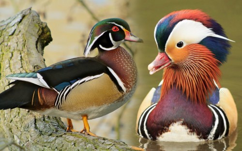 Кэролайн-Мандоринка01