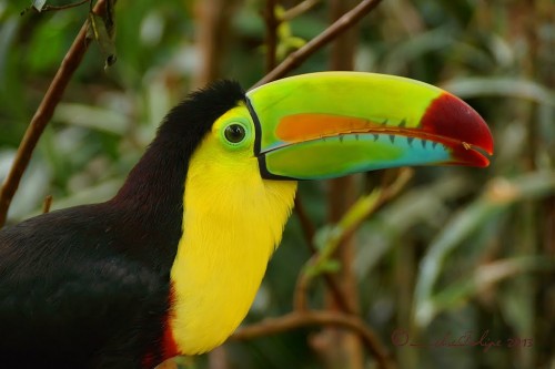 Привлекательная позитивная птичка Тукан