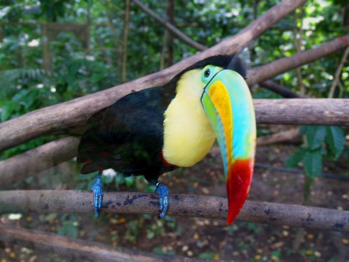 позитивная птица с ярким клювом