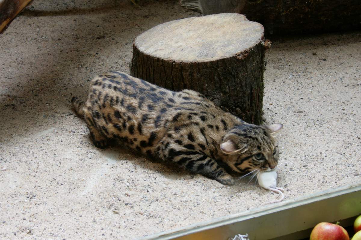 Черноногая кошка - выносливый хищник.